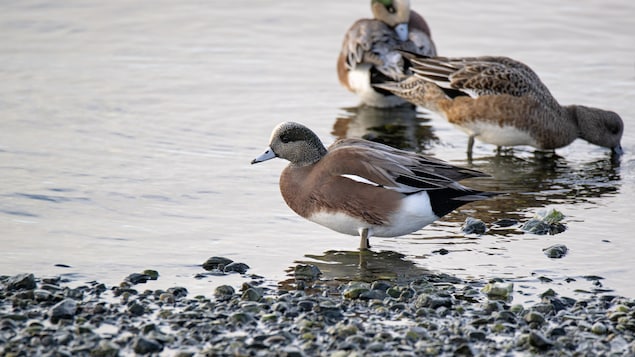 Des canards d'Amérique au bord de l'eau, à Cattle Point, une pointe rocheuse située à Oak Bay, tout juste à l'est de la ville de Victoria, en Colombie-Britannique, en décembre 2023.