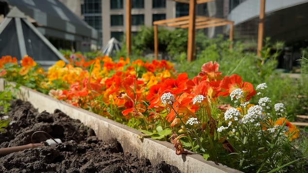 Des fleurs dans un jardin.