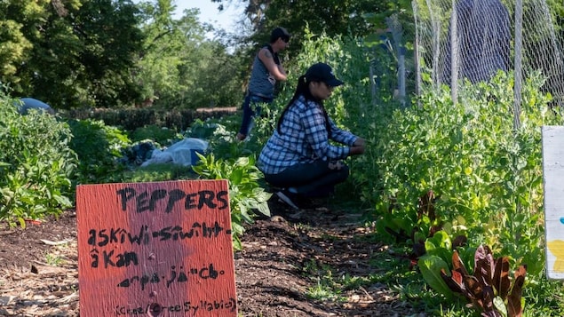 Le programme d’agriculture urbain Askîy met en place un programme communautaire de partage