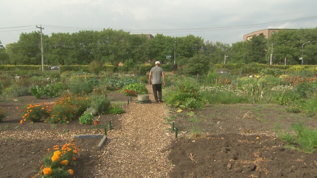Un citoyen dans un jardin communautaire à Québec.