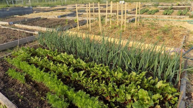 Un jardin communautaire doit déménager à Shediac