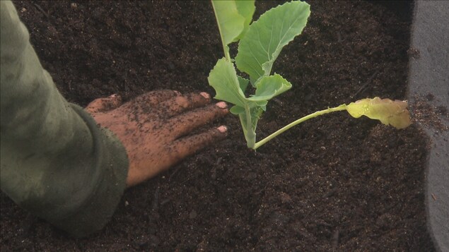 Une main plante un semi dans la terre. Une main plante un semi dans la terre.