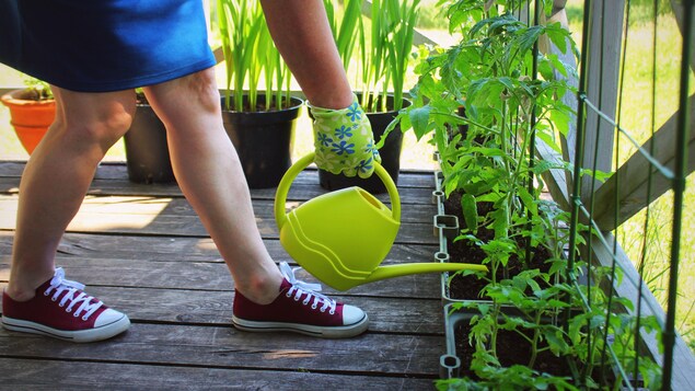 Les jambes d'une jeune femme portant une jupe bleue et des souliers Converse rouge. Elle tient un arrosoir et arrose des plants de tomates dans des bacs sur son balcon.