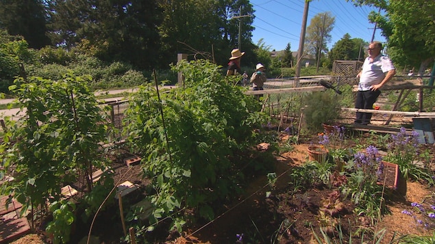 Des gens jardinent dans un jardin communautaire.