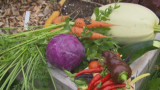 Des légumes dans un jardin Des légumes dans un jardin