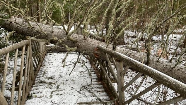 La direction des Jardins de Métis prend acte de sa vulnérabilité climatique