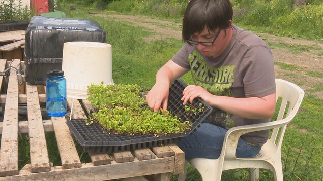 Une travailleuse s'occupe de plantes aux jardins des Herbes salées du Bas-du-Fleuve. Une travailleuse s'occupe de plantes aux jardins des Herbes salées du Bas-du-Fleuve.