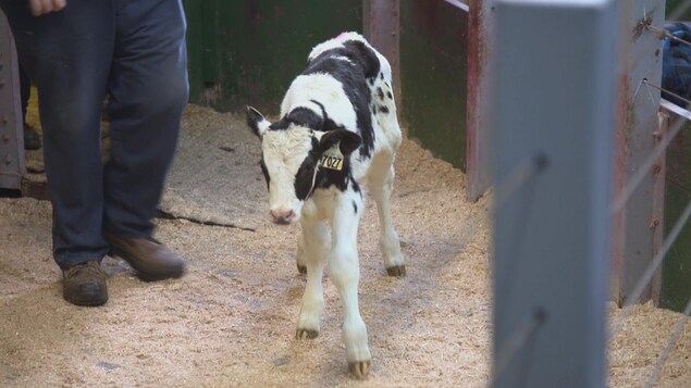 L'animal semble très jeune. L'animal semble très jeune.