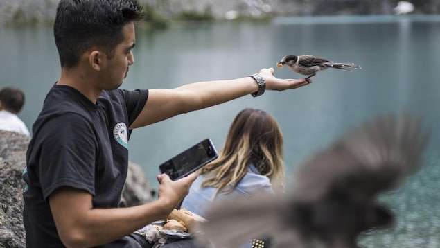 Un homme nourrit un oiseau dans sa main pendant qu'il mange son lunch assis aux abords d'un lac du parc britanno-colombien Joffre Lakes.