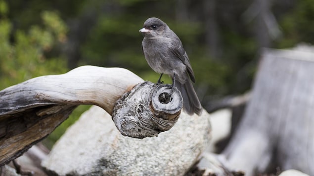 Un oiseau se tient sur une branche dans le parc britanno-colombien Joffre Lakes.