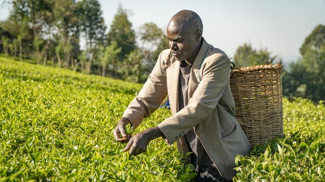 Un producteur cueille des feuilles de thé.