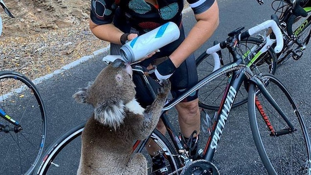 Un koala boit dans la gourde que lui tend la cycliste.