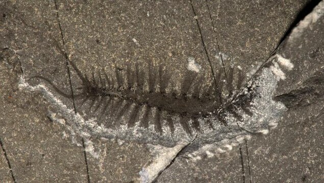 Un fossile bien préservé du Kootenayscolex