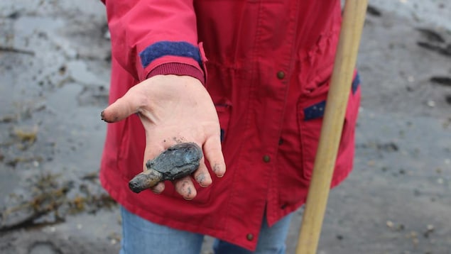 Gros plan sur un mollusque boueux dans la main d'une chercheuse. Gros plan sur un mollusque boueux dans la main d'une chercheuse.