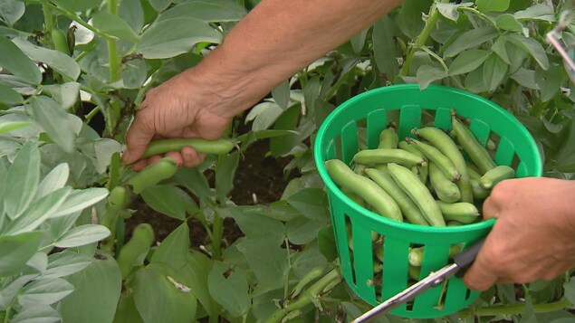 L’entreprise Vivanda Boréal récompensée pour son pouding aux gourganes