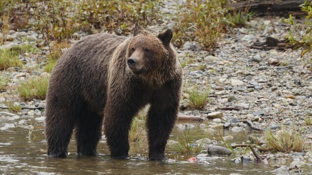 Un grizzly au bord d'une rivière.
