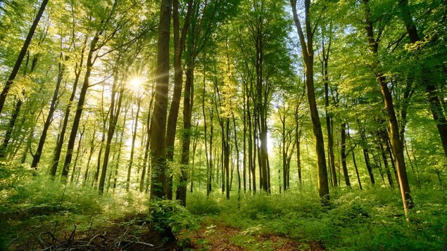 Diverse foreste sequestrano più carbonio e azoto, rileva lo studio