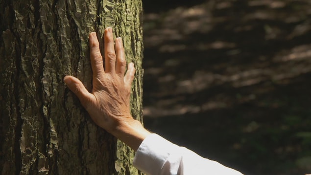 Une main touche un arbre pour y puiser des bienfaits.