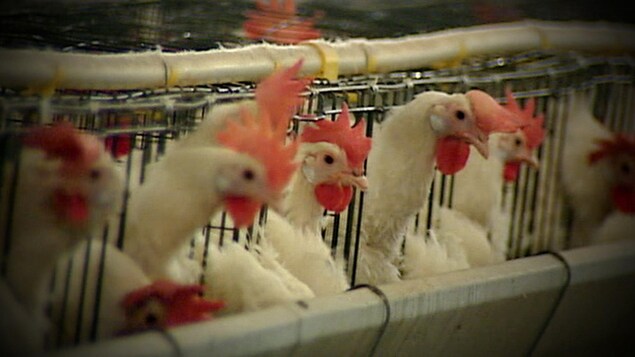 Grippe aviaire : les éleveurs de volaille du N.-B. en état d’alerte