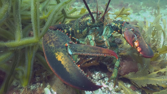 Un homard sous l'eau sort d'un buisson de plantes sous-marines.