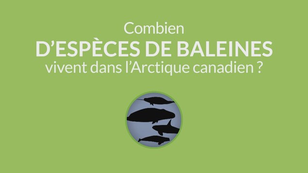 image infographique question capsule chiffrée