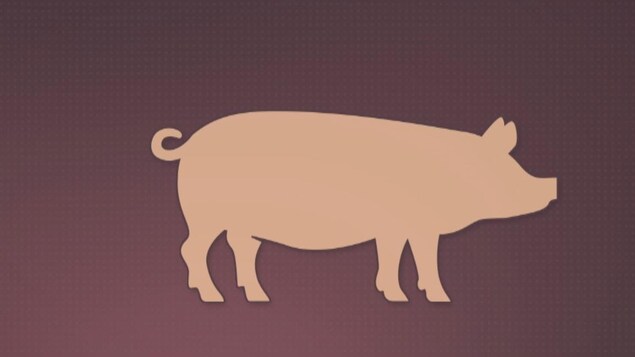 Image infographique d'un porc.