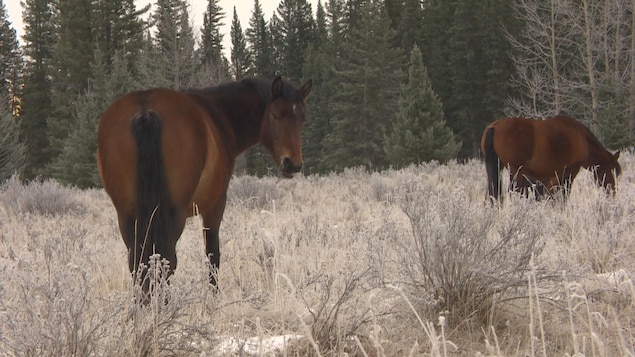 Des centaines de chevaux sauvages vivent dans la région des Piémonts en Alberta depuis des générations.