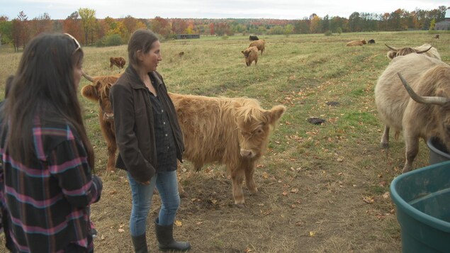 Nancy Lanteigne, qui s'est lancée dans l'élevage des vaches Highland, consulte Lise Boucher, elle aussi productrice.