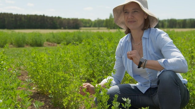 Annie Classens est chercheuse en génétique des plantes fourragères et à biomasse chez Agriculture et agroalimentaire Canada.
