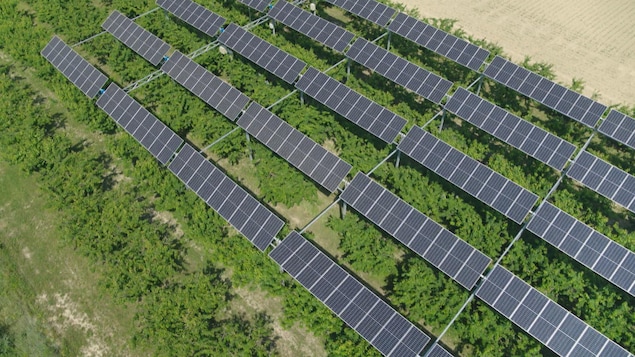 Panneaux solaires installés au dessus des champs.