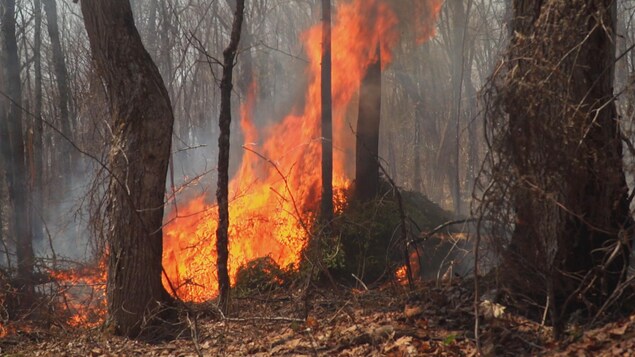 Des flammes dans une forêt.