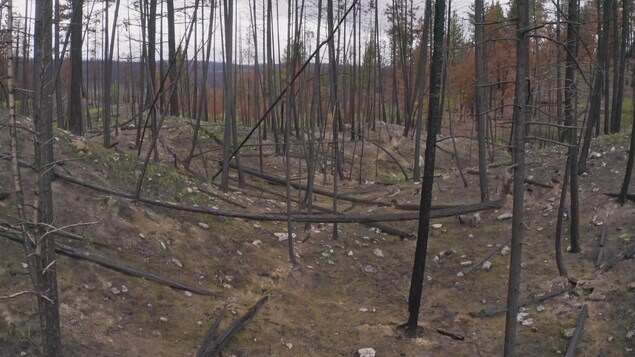 Une forêt dévastée par le feu, des arbres morts.