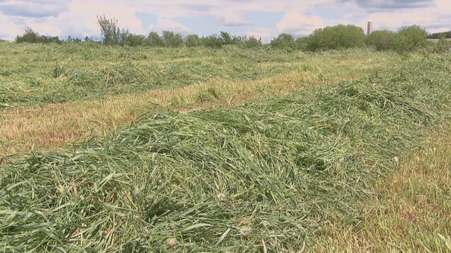 Du foin fauché disposé en andains sur le sol d'un champ agricole.