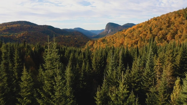 La forêt boréale québécoise.