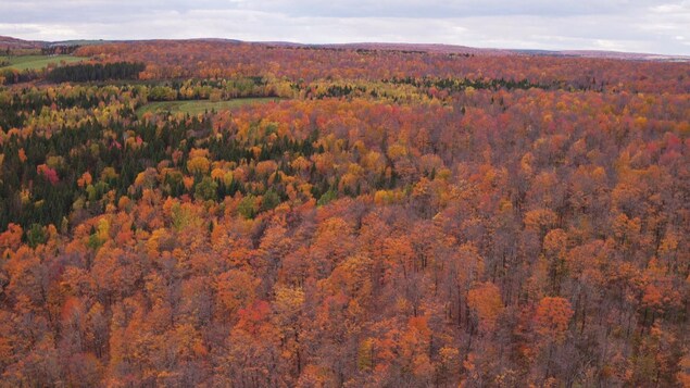 Une grande forêt boréale vue des airs avec les couleurs de l'automne.