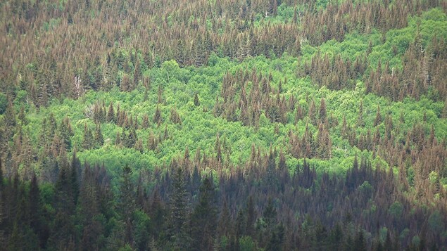 Quelle différence entre bois et forêt - La Terre du futur