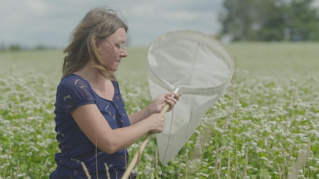 Les champs de sarrasin visités par Geneviève Labrie sont des lieux de biodiversité incroyables et regorgent d'insectes.