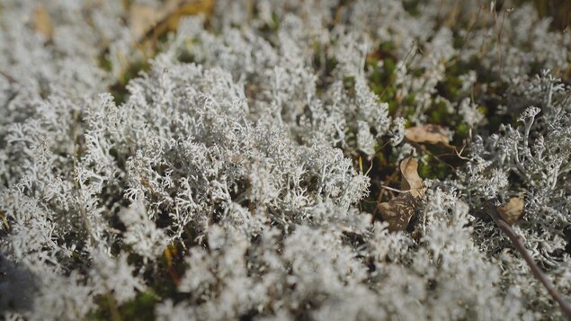 lichen de très près