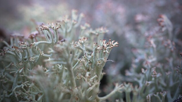 Vue très rapprochée d'un lichen.