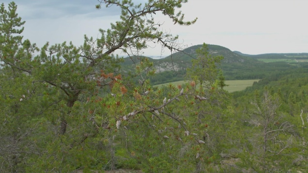 Le pin gris est actuellement présent dans la région de Kamouraska, au Bas-Saint-Laurent.