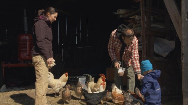 Un jeune couple d'agriculteur s'occupent de leurs poules avec un enfant.