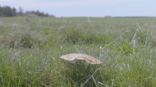 Une carapace de crabe déposée sur un champ des îles-de-la-Madeleine.