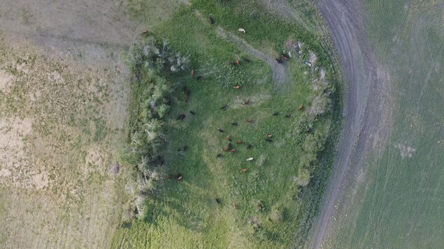 vue aérienne d'un pâturage entouré de champs secs.