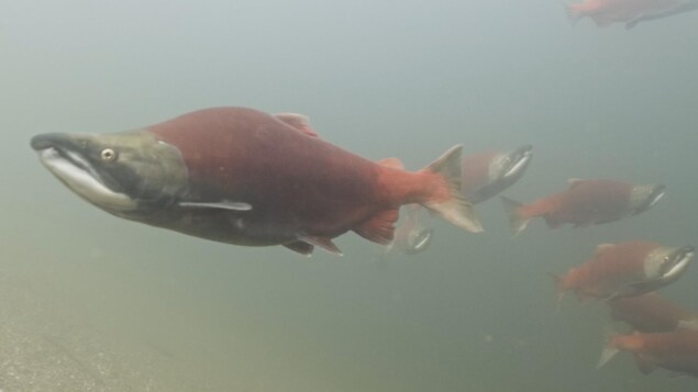 Saumon sockeye dans l'eau.