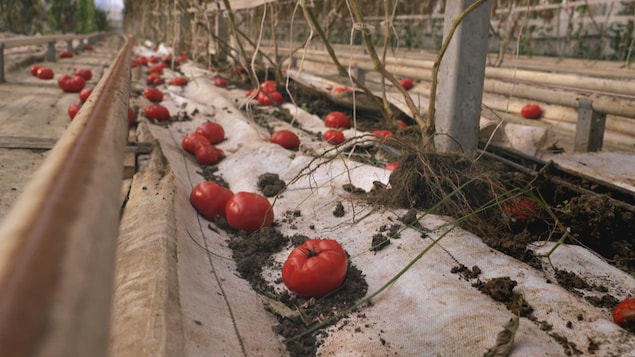 Des tomates laissées à l'abandon dans une serre.