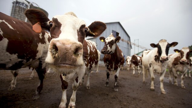 Une vache regarde curieusement l'objectif de la caméra. Une vache regarde curieusement l'objectif de la caméra.