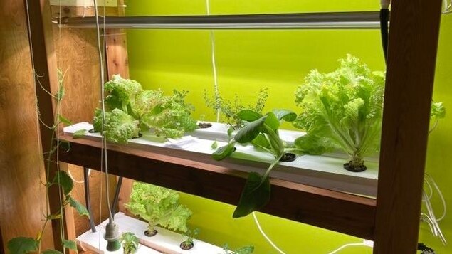 De la laitue et d'autres légumes poussent sur des étagères dans une maison.