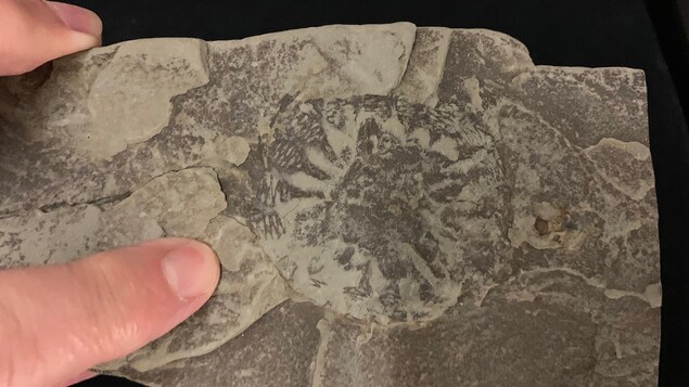 Une main qui tient une pierre où se dessine un fossile.