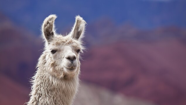 On voit la tête d'un lama blanc, en gros plan, de face. En arrière-plan, les montagnes. On voit la tête d'un lama blanc, en gros plan, de face. En arrière-plan, les montagnes.