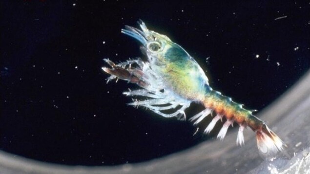 On voit en gros plan un larve de homard. On voit en gros plan un larve de homard.